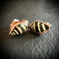Tiny Electroformed Seashell Stud Earrings | Real Shell Earrings | Coastal Jewelry | Stainless Steel Posts | Beach Lover Gift